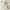 Green Bamboo - Notas Olfativas