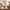 Scarlet Bloom Fragrance 100% Oil
